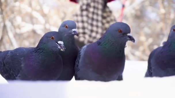Pigeons eating grain in park in winter. Close-up of pigeons pecking millet in snow in park on background of passing people — Stock Video