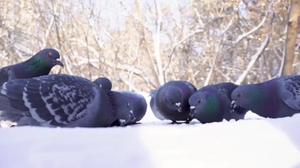 Pigeons mangeant du grain dans la neige. Gros plan de pigeons picorant prudemment du grain dans la neige du parc. Pigeons mangeant dans la rue décollent soudainement de peur — Video