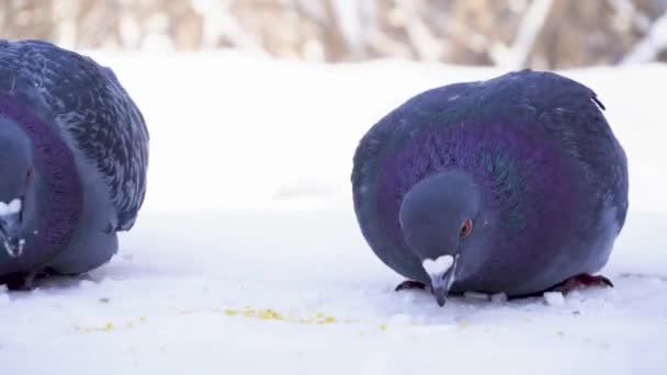 Tauben fressen im Winter Getreide im Park. Nahaufnahme von Tauben, die Hirse im Schnee picken, im Park vor dem Hintergrund vorbeifahrender Menschen — Stockvideo