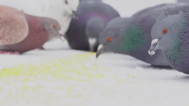 雪の中で穀物をついばむハト。晴れた冬の日に雪の中でつつくキビの穀物を食べる鳩のグループをクローズ アップ — ストック動画