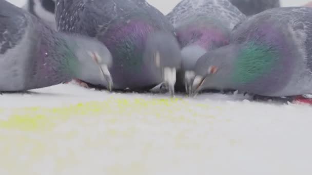 Tauben, die Getreide im Schnee picken. Nahaufnahme einer Taubengruppe, die an einem sonnigen Wintertag im Schnee Hirsekörner pflückt — Stockvideo