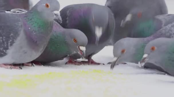 Pombos a picar cereais na neve. Close-up de grupo de pombos comendo grão de milho bicando na neve no dia ensolarado de inverno — Vídeo de Stock