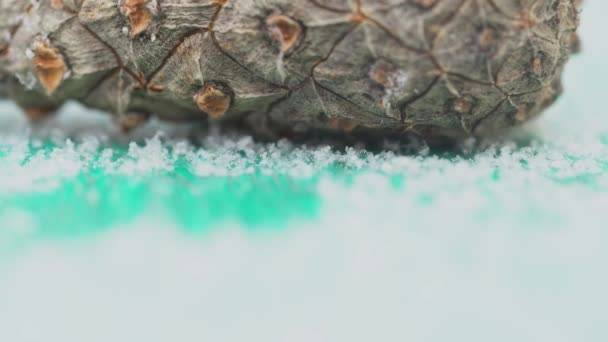 Γκρο πλαν, Κέδρος κώνου σε άσπρο φόντο απομονωμένες. Κλειστό ανώριμο κωνοφόρων κουκουνάρι κωνικό σχήμα ιδανικό για χειμερινό ντεκόρ — Αρχείο Βίντεο
