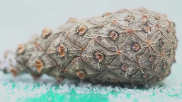 Gros plan du cône de cèdre sur fond blanc isolé. Conifère immature fermé forme conique de cône de pin parfait pour le décor d'hiver — Video