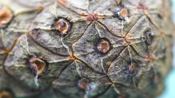 Close-up of cedar cone bark. Organic natural bark of pine cones with texture of wood cells. Close-up shot of bark cones with all detailed cuts — Stock Video