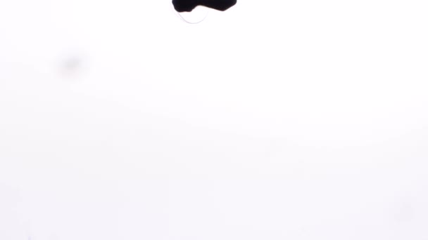 Droppar av svart bläck spridning i vatten. Närbild av bläckdroppar svart färg sprids i vatten som rökig ringar på vit isolerade bakgrund — Stockvideo