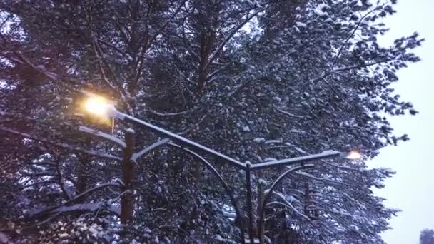 Pouliční lampy světla ve sněhu proti lesa. Klip. Pohled shora Dvojité svítilny svítící sníh na pozadí jehličnatého lesa — Stock video
