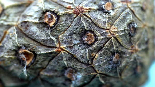 Primer plano de la corteza de cono de cedro. Corteza natural orgánica de conos de pino con textura de células de madera. Primer plano de conos de corteza con todos los cortes detallados — Foto de Stock