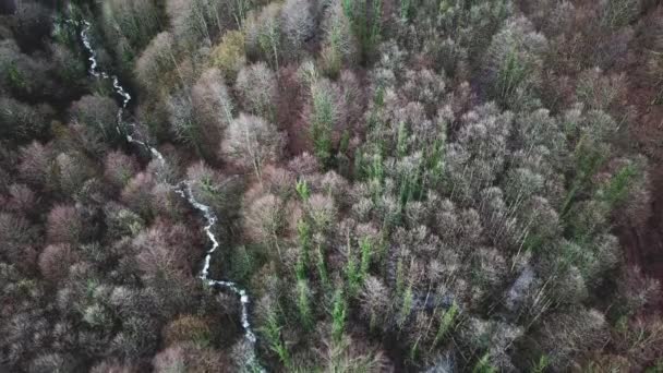 Blick von oben auf kahlen Wald und Fluss. Kleiner Bach fließt bei trübem Wetter durch kahlen Herbstwald mit Bäumen mit grünen Stämmen auf hügeligem Gelände — Stockvideo