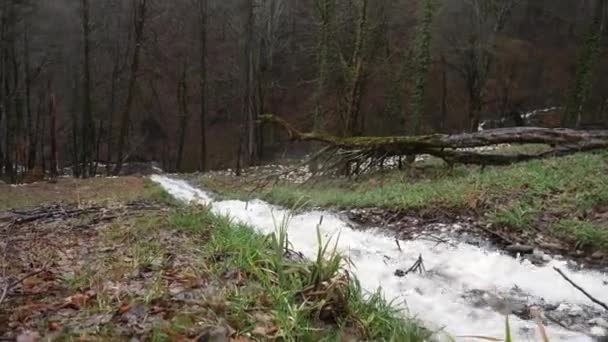 Petit ruisseau de montagne en forêt d'automne. Le ruisseau de montagne coule dans un petit ruisseau le long des pentes de la zone montagneuse de la forêt en automne par temps nuageux — Video