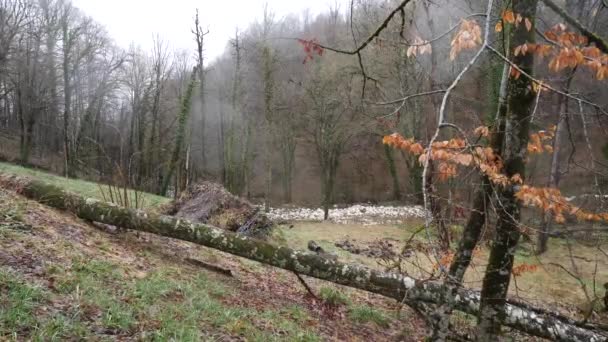 Hutan musim gugur dengan pohon berlumut setelah hujan. Indah misterius tenang hutan setelah hujan, dalam cuaca mendung di musim gugur — Stok Video