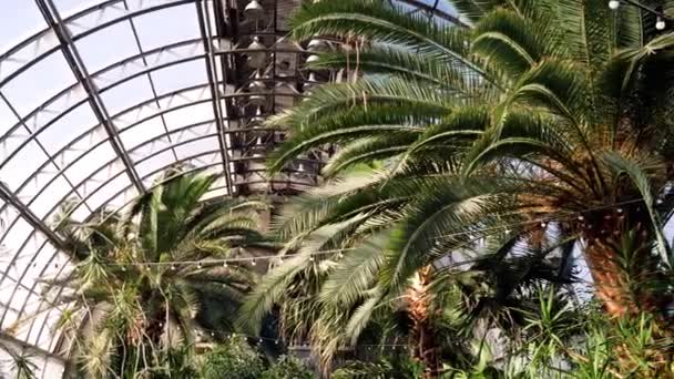 Парниковий з пальмами. Промені сонця висвітлити пальмовими гілками, відпочиваючи на скляного даху зимовий сад. Екзотичних рослин і дерев в оранжереях — стокове відео