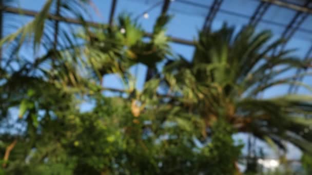 Palmové stromy a exotické rostliny na pozadí skleníkových oken. Exotické zelené rostliny a stromy i ve sklenících. Krásné zelené palmy proti modré obloze za skleněný strop — Stock video