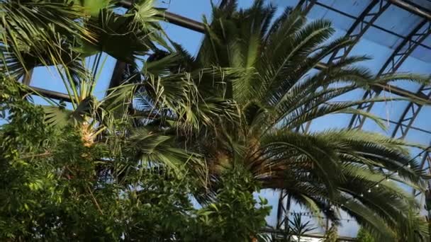 Palmeras y plantas exóticas en el fondo de las ventanas del invernadero. Plantas y árboles verdes exóticos sobreviven en invernaderos. Hermosas palmeras verdes contra el cielo azul detrás del techo de cristal — Vídeos de Stock