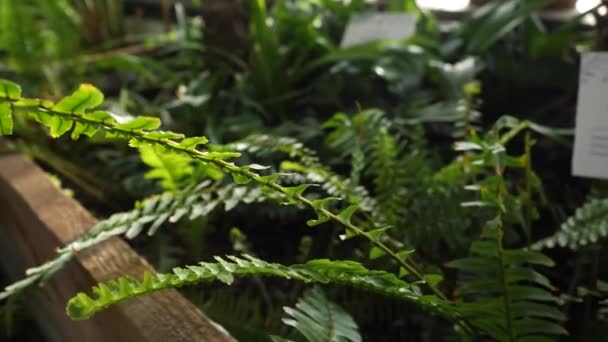 Close-up de samambaia verde crescendo em estufa. Lindas folhas de samambaia verde são iluminadas por raios de sóis que fazem o seu caminho através de janelas de estufa — Vídeo de Stock