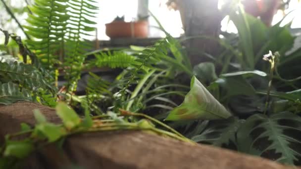 Primer plano del helecho verde que crece en invernadero. Hermosas hojas de helecho verde están iluminadas por rayos solares que se abren paso a través de las ventanas del invernadero — Vídeo de stock