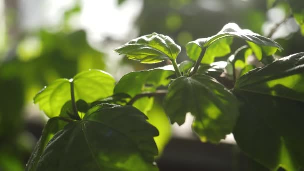 Primer plano de hojas verdes salpicadas de agua. Hojas verdes jugosas de la planta en gotas de agua iluminadas por la luz del sol — Vídeos de Stock