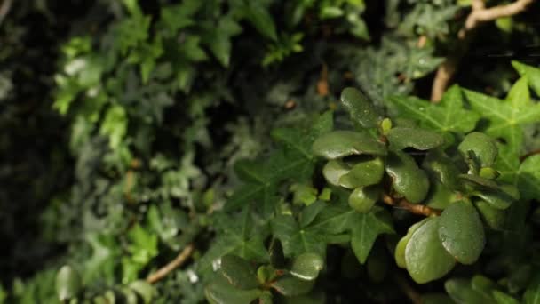 Közeli kép: borostyán háttér. Gyönyörű természetes háttér, a buja zöld ivy és a növények az loccsant a víz csepp napfény — Stock videók