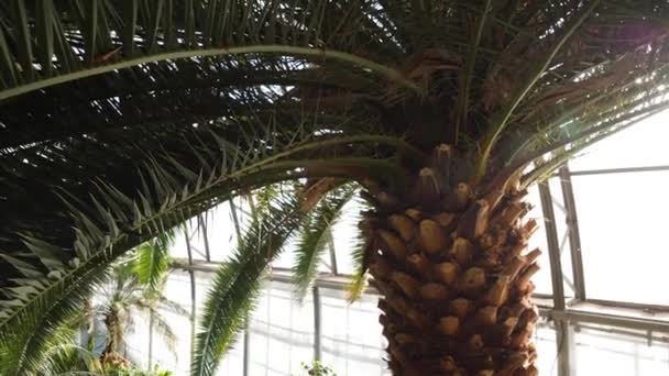 Tronc de palmier aux feuilles vertes en serre. Gros plan d'un magnifique palmier exotique sur fond de lumière du soleil traversant les fenêtres du jardin d'hiver — Video