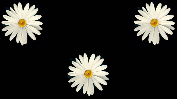 Virágmintás fehér Kamilla virágot a fekete háttér. Animáció gördülékeny, színes virág motion grafika való virág mintával — Stock Fotó