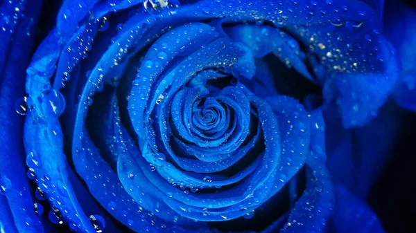 Widok góry piękny Abstrakcja Niebieski rose, obracanie, Płynna pętla. Zbliżenie do przędzenia rosebud z kropli wody. — Zdjęcie stockowe