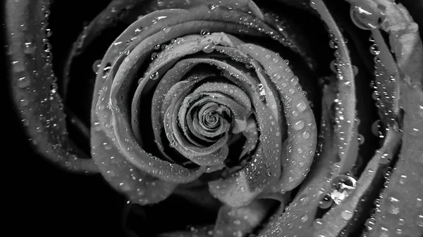 Widok góry piękny Abstrakcja Czarny Róża obrotowe, bezszwowe pętli. Zbliżenie do przędzenia rosebud z kropli wody. — Zdjęcie stockowe