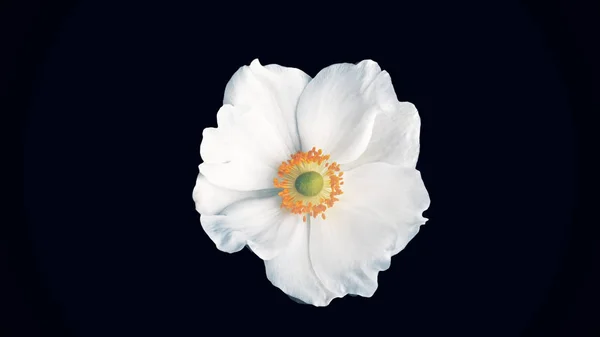 Beautiful, rotating, abstract white violet flower moving from top to bottom, isolated on black background. Spinning white viola flower bud, top view.