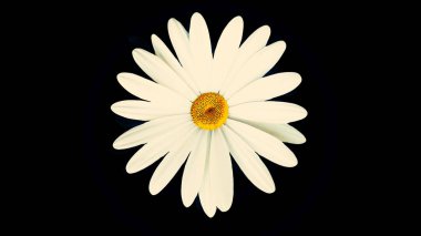 Baştan tırnağa siyah arka plan üzerine izole hareket güzel, dönen, soyut papatya çiçek. Beyaz papatya çiçek bud, üstten görünüm iplik.
