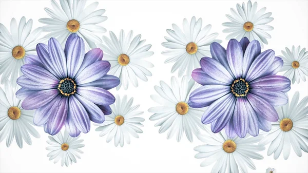 Conjunto de botões de flores de verão branco e roxo diferente girando, isolado no fundo branco. Camomilas, flores cosmos e violetas girando . — Fotografia de Stock