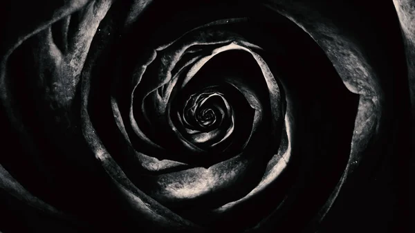 Résumé de pétales noirs de rose douce, fleur tournante, boucle sans couture. Vue du dessus de la rotation hypnotique du bouton de rose . — Photo