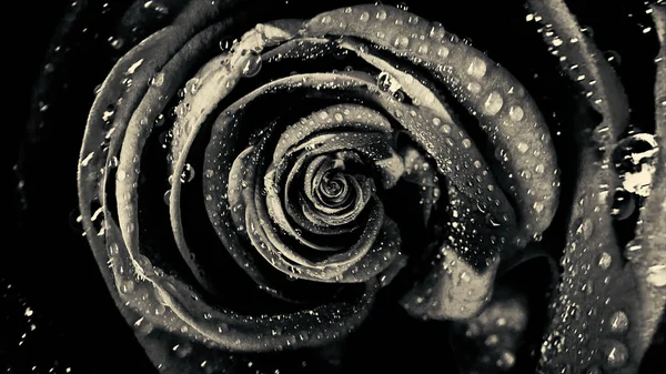Streszczenie czarne miękkie płatki róży, kwiat obrotowe, Płynna pętla. Widok z góry z rosebud przędzenia hipnotycznie. — Zdjęcie stockowe