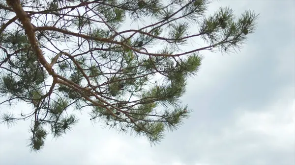 Ramo de pinheiro no fundo azul, céu nublado acima. Estoque. Feche para espinhos de pinho verdes no ramo da árvore sobre o céu nublado . — Fotografia de Stock