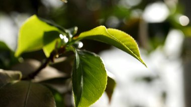 Yakın çekim yaprak ve su damla üzerinde arka plan. Su yaprak yeşil damla