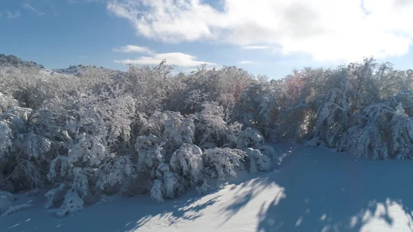 La vue aérienne de la forêt d'hiver sur les hauteurs des oiseaux volent contre un ciel clair, bleu, nuageux. Fusillade. Beau paysage de la forêt enneigée en hiver, journée ensoleillée . — Photo