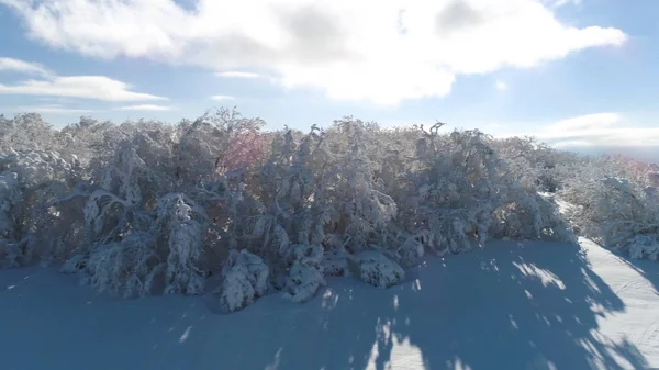 La vue aérienne de la forêt d'hiver sur les hauteurs des oiseaux volent contre un ciel clair, bleu, nuageux. Fusillade. Beau paysage de la forêt enneigée en hiver, journée ensoleillée . — Photo