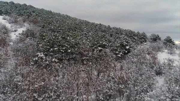 Beau paysage marin hivernal avec champs enneigés, forêt et mer bleue sur fond gris, ciel nuageux. Fusillade. Aérien pour le littoral d'hiver avec des arbres et des champs enneigés . — Photo