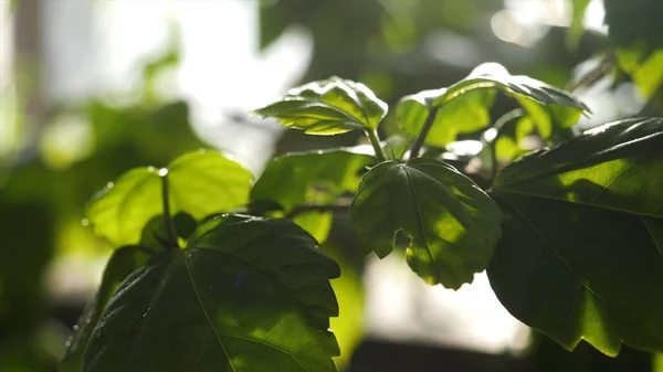 Zblízka se pro zelené rostliny zalévání ve skleníku. Kapky vody dopadající na zelené listy v zeleninové zahradě. — Stock fotografie