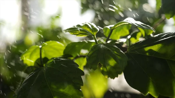 Stäng för gröna växter vattnas i växthus. Vattendroppar faller på gröna blad i köksträdgården. — Stockfoto