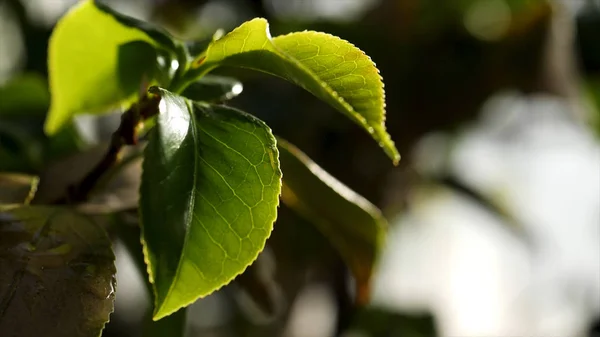 Feche para plantas verdes que molham na estufa. Gotas de água caindo em folhas verdes em horta . — Fotografia de Stock