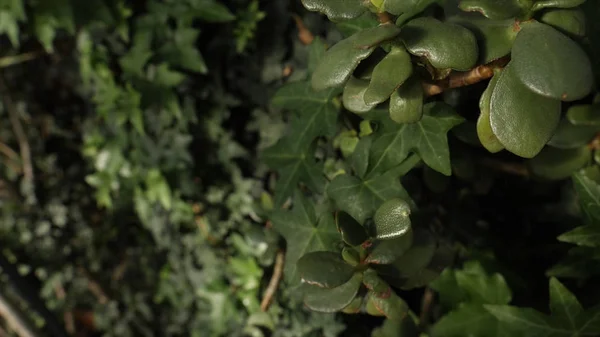 Vista superior de folhas de ficus, árvore de ficus alta no escuro. Fechar para folhas verdes escuras no fundo borrão . — Fotografia de Stock
