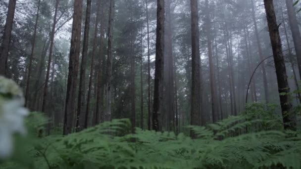 Alberi nella spaventosa foresta paludosa, statici. Scena. Mistica pineta — Video Stock