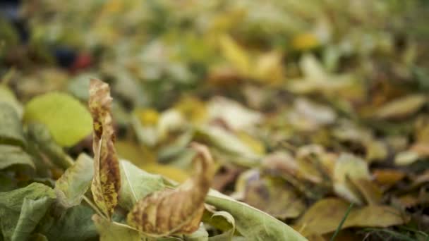 Nahaufnahme für Männerbeine, die im Park gegen Herbstblätter treten. Aktien. welke, gelbe Blätter, vom Bein eines Mannes in Turnschuhen getreten. — Stockvideo