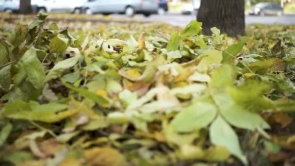 Stäng för man ben sparkar iautumn blad i parken. Lager. Vissnade, löv gula sparkade av benet av en man i sneakers. — Stockvideo