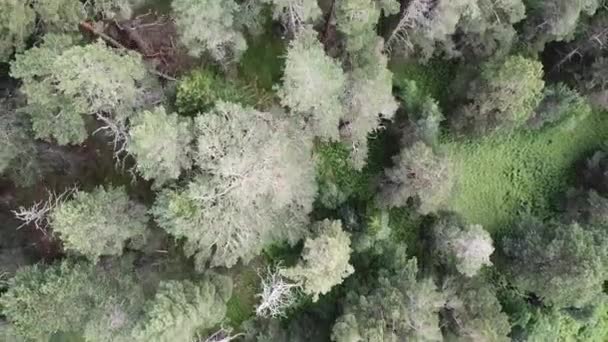 Aerial view camera moves from along green forest of dense mixed tree tops of pine trees and birches. Flying over a vast lush green pine and spruce tree tops in the mountains. Aerial view — Stock Video