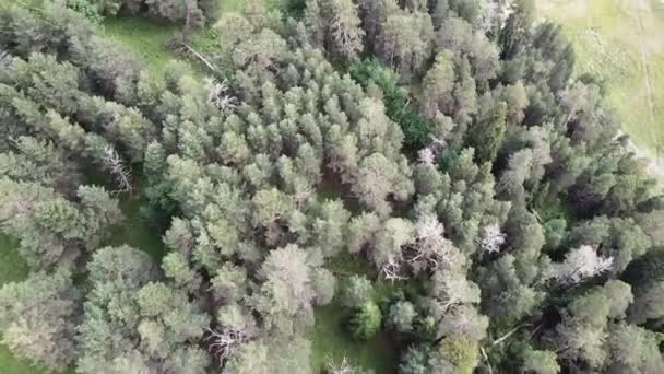 鸟图相机从松树和桦树密集的混合树顶的绿色森林移动。飞越山中广阔的郁郁葱葱的绿色松树和云杉树顶。鸟瞰 — 图库视频影像
