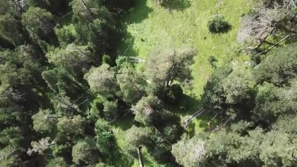 Aerial view camera moves from along green forest of dense mixed tree tops of pine trees and birches. Flying over a vast lush green pine and spruce tree tops in the mountains. Aerial view — Stock Video