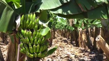 Yaprak döken ormanın üzerinde uçmak, dağlık nehirle muhteşem bir manzara. Şarjör. Bir yaz günü dağlarda yetişen gür yeşil sık ormanın insansız hava görüntüsü..
