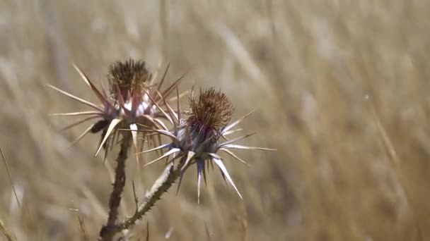 Arctium flor de bardana finales de verano hierba silvestre primer plano. Bardana salvaje primer plano — Vídeo de stock