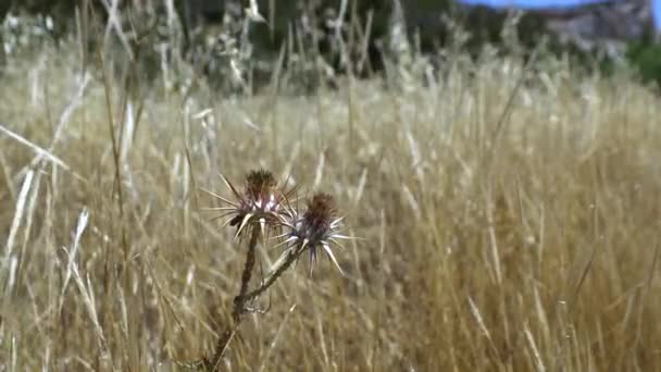Arctium łopianu kwiat późnym latem dzikich chwastów bliska. Dziki łopianu zbliżenie — Wideo stockowe