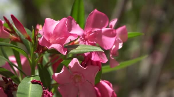 ピンクの花のクローズ アップ。美しいバラのブッシュの花 — ストック動画